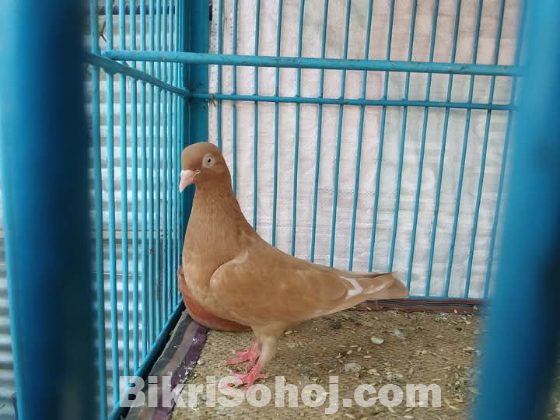 কমলা মাদী কবুতর